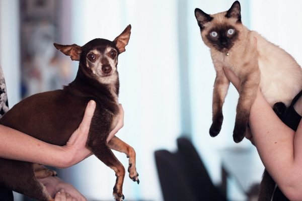 Custody Of The Pets